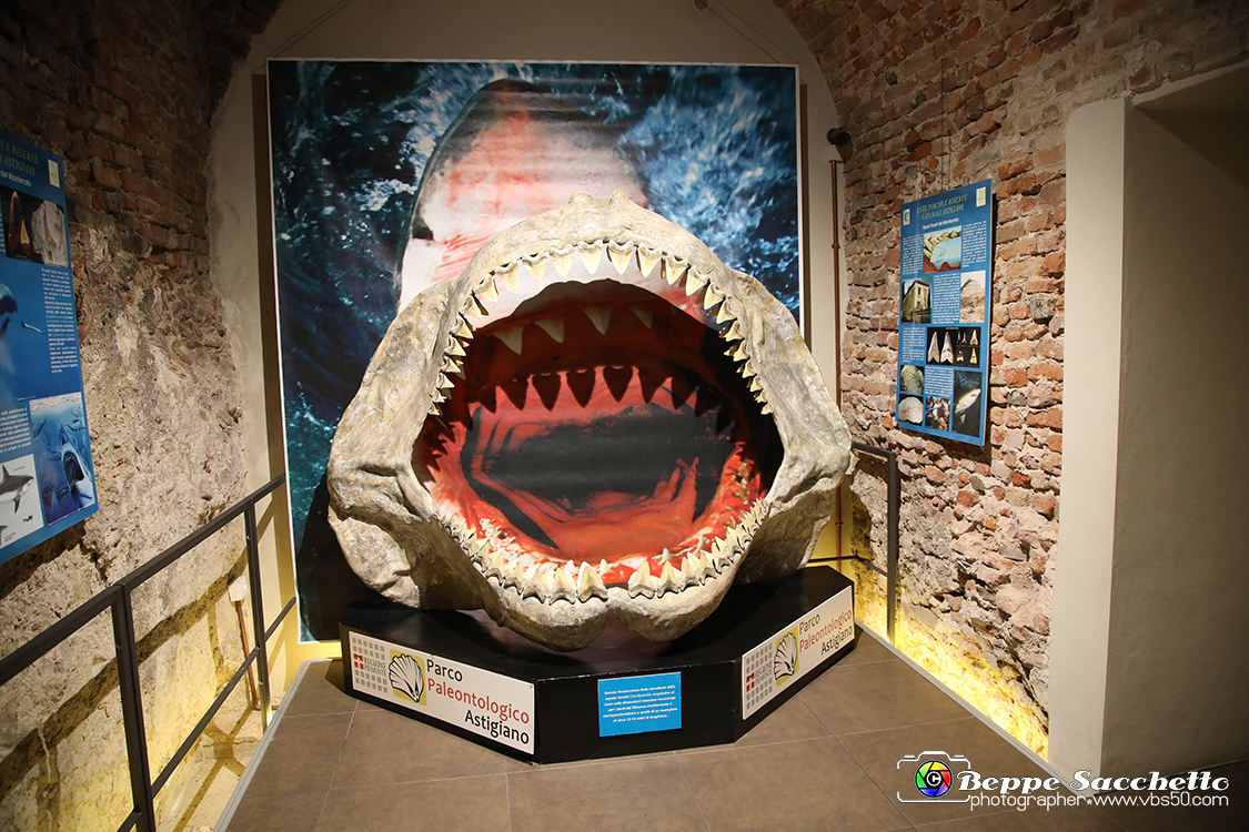 VBS_9033 - Museo Paleontologico - Asti.jpg